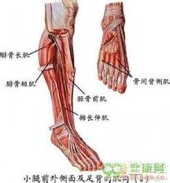 跑步后小腿骨前方疼痛肿胀的常见原因及应对方法