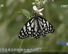 孙楠